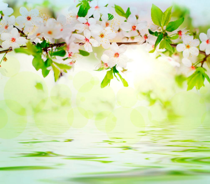 Фотообои Персиковые цветы