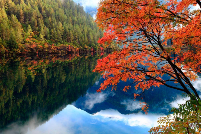 Фотошпалери Відображення, ліс, вода