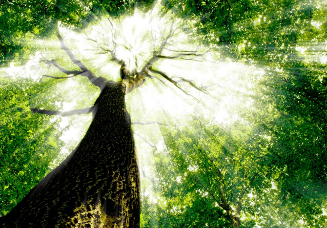 Фотообои Дерево, свет