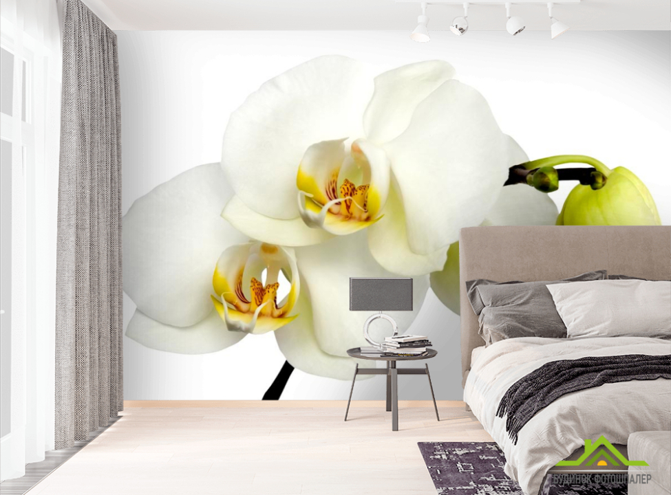 выбрать Фотообои Орхидеи желто-белые Фотообои Орхидеи на стену