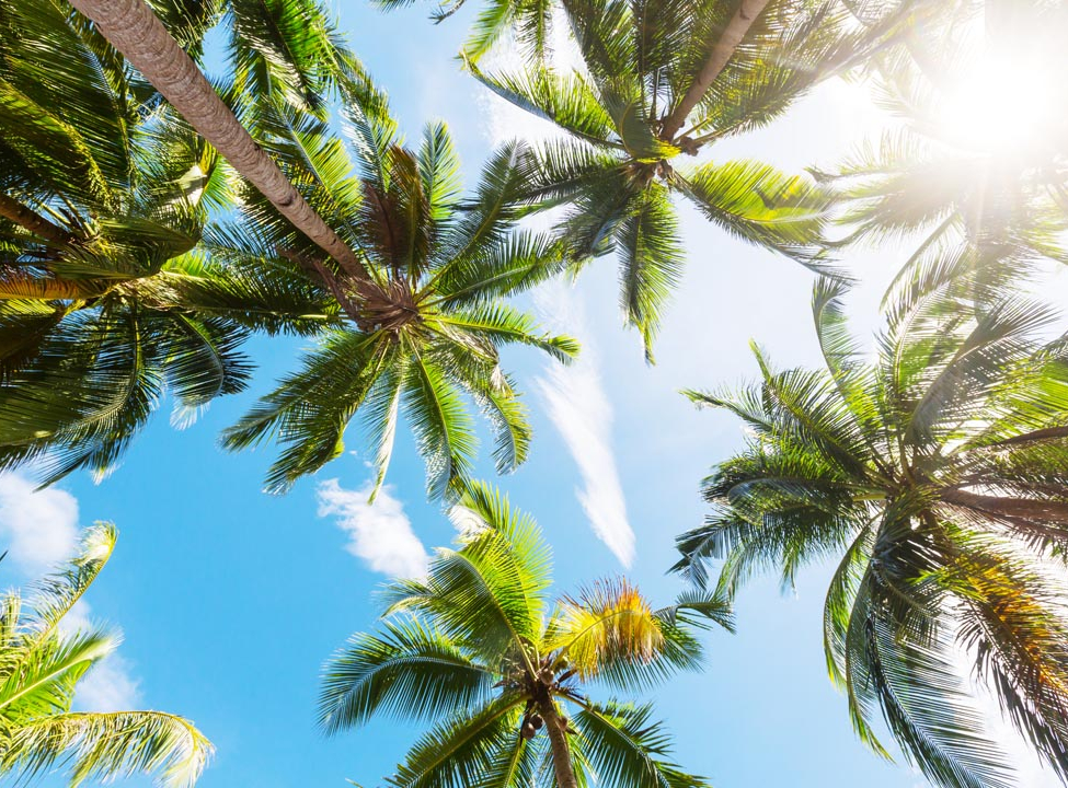 выбрать Фотообои верхушки пальм Фотообои на потолок на стену