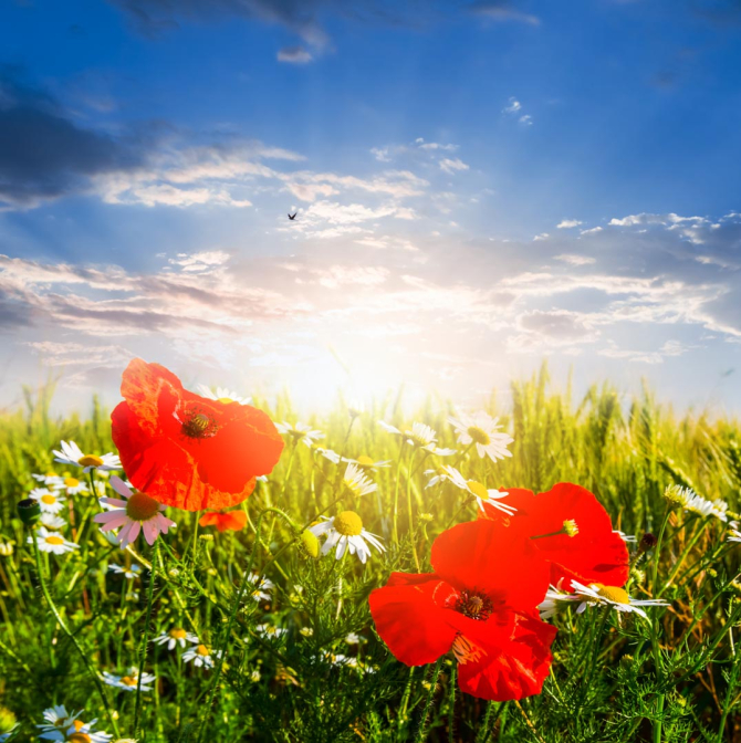 Фотообои маки под солнцем