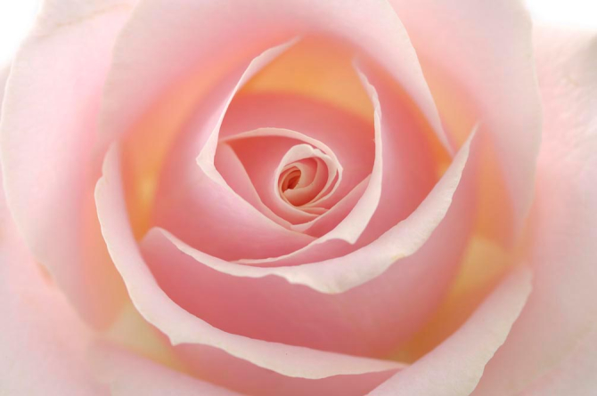 Фотошпалери Розочка кремова