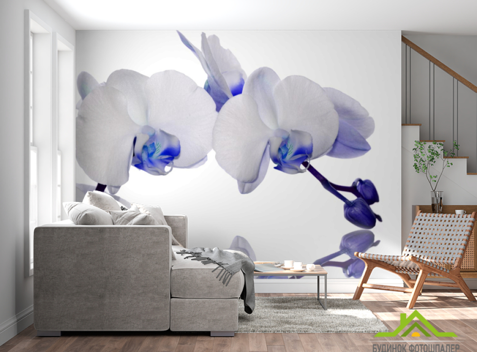 выбрать Фотообои орхидеи белые с синим Фотообои Орхидеи на стену
