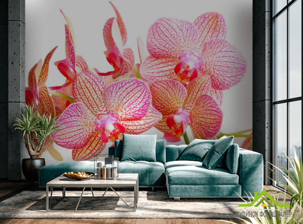 выбрать Фотообои Бежево-розовые орхидеи Фотообои Орхидеи на стену