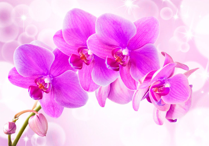 Фотообои Орхидеи
