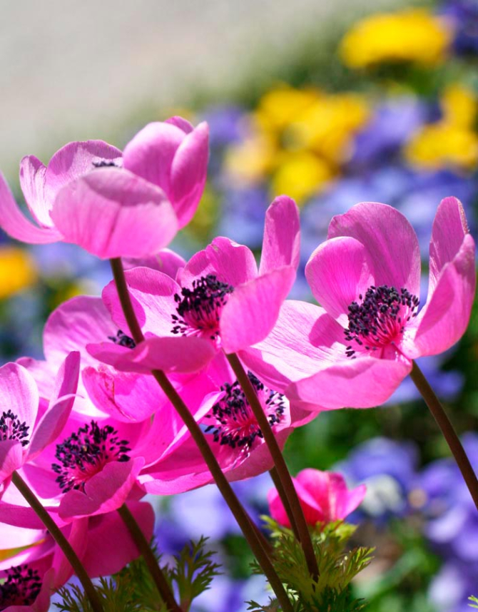 Фотообои Букет розовых тонколистников