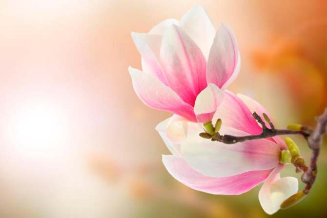 Фотошпалери На дереві розпустилися квіти