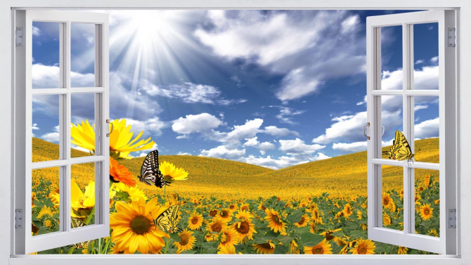 Фотошпалери соняшники за вікном