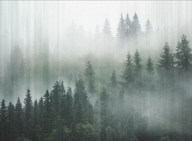 Фотообои Туманный лес 3д