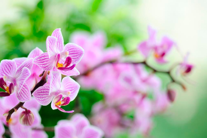 Фотообои Орхидеи сиреневые цветут