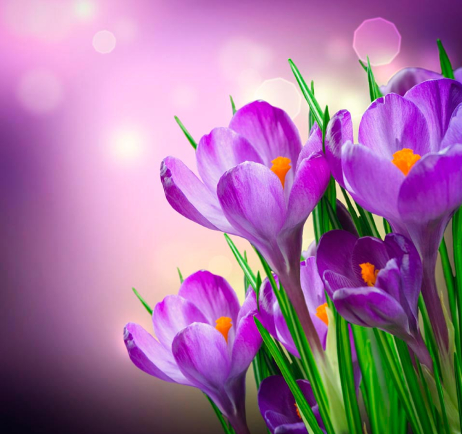 Фотообои Подснежники крупный план