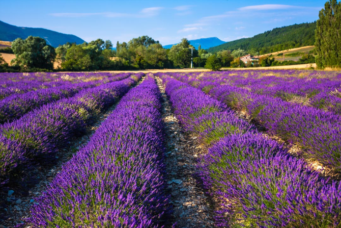 Фотошпалери поле квітів