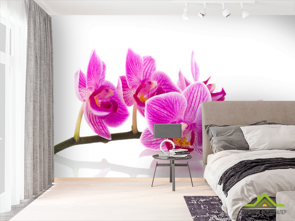 Фотошпалери рожева орхідея на білому тлі