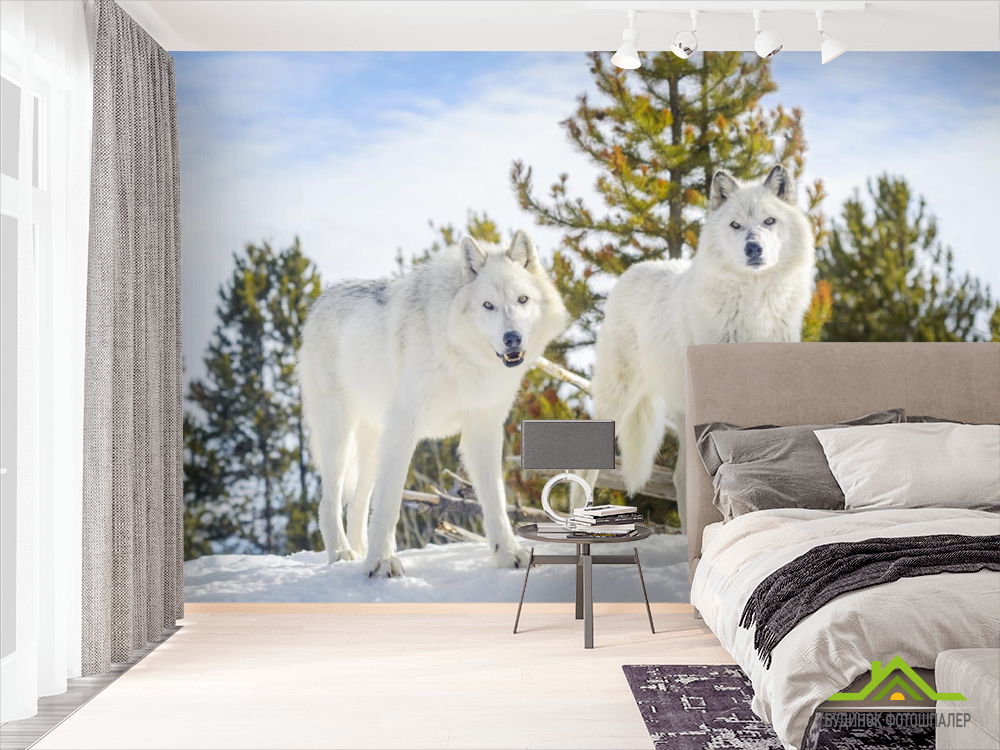 Фотообои два белых волка на снегу