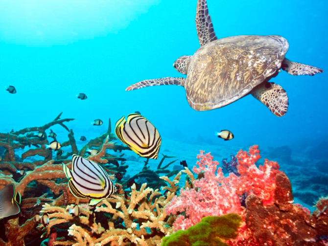 Фотошпалери Черепашка і рибки