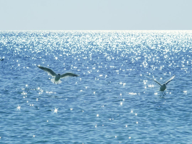 Фотообои Чайки над морем