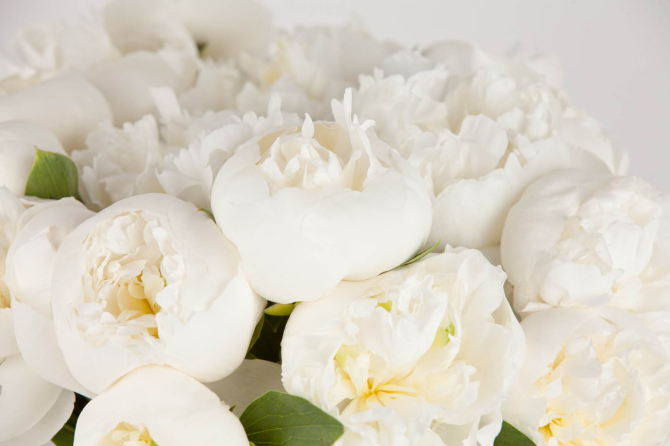 Фотообои Белые пионы