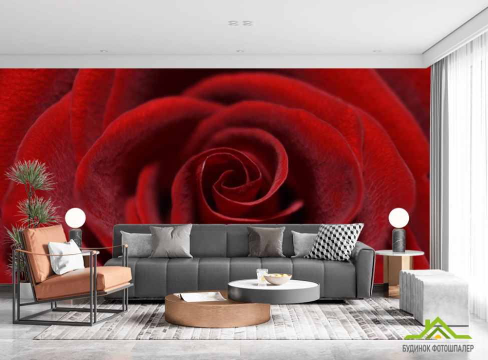 выбрать Фотообои красная бархатная роза Фотообои Цветы на стену