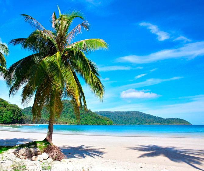 Фотошпалери Пальма на пляжі