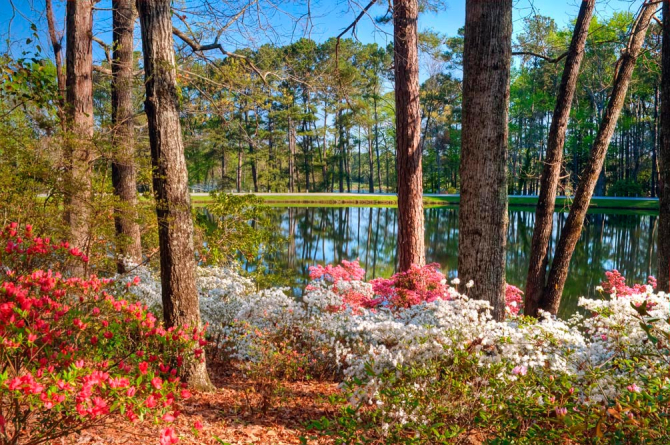 Фотошпалери Сосновий ліс, вода