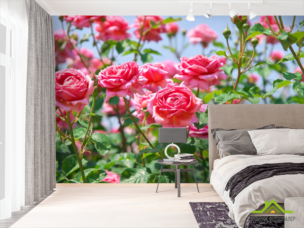 Фотошпалери кущі троянд