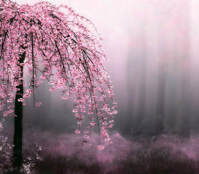 Фотообои Сакура