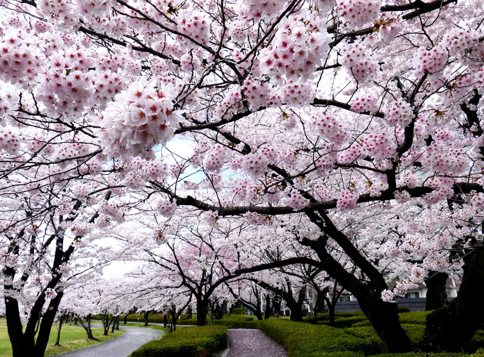 выбрать Фотообои деревья с белыми цветочками Фотообои на потолок на стену