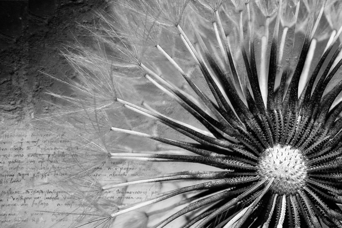 Фотошпалери Кульбаба