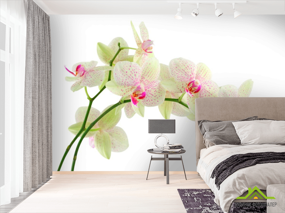 Фотообои Белые в крапинку орхидеи