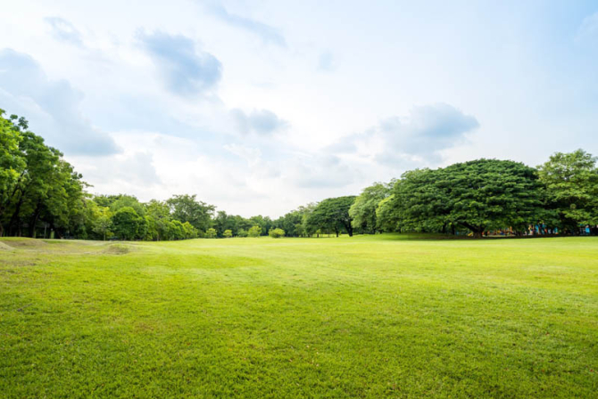 Фотошпалери поляна