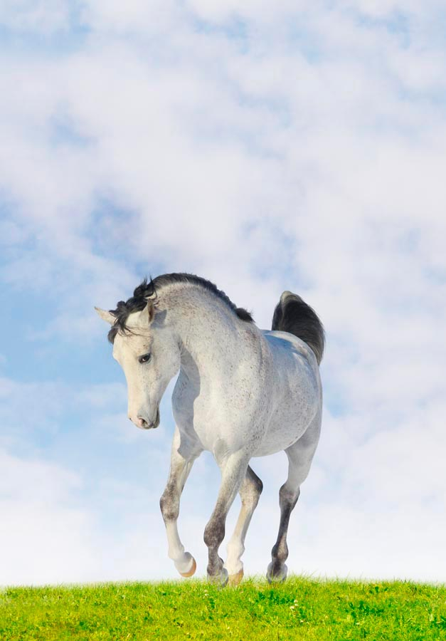 Фотошпалери Білий кінь
