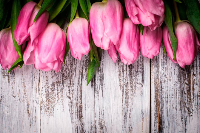 Фотообои Тюльпаны