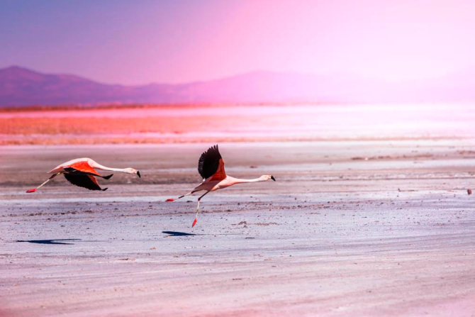 Фотообои Два фламинго