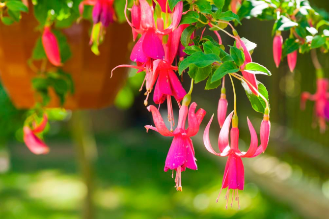 Фотошпалери Малинові дзвоники