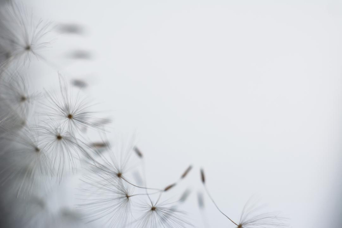 Фотообои одуванчик семена