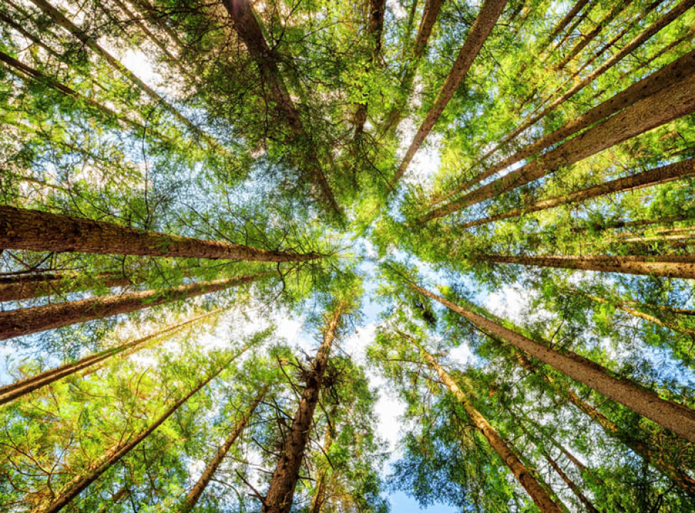 выбрать Фотообои лес для потолка Фотообои на потолок на стену