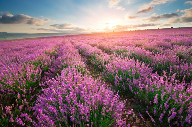 Фотообои Лавандовое поле