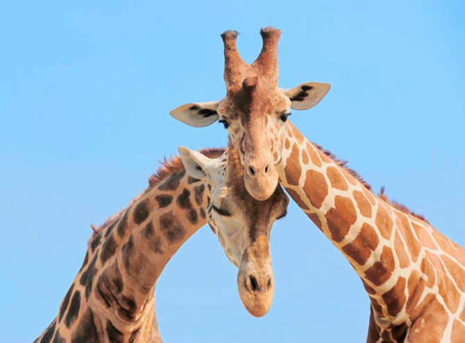 Фотообои Две жирафы