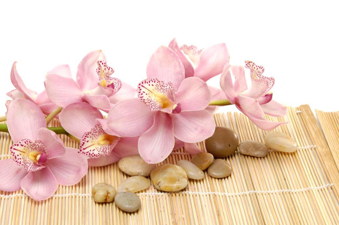 Фотообои Орхидея