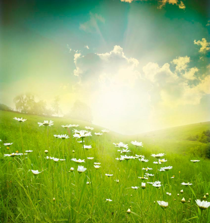 Фотошпалери Ромашки, поле