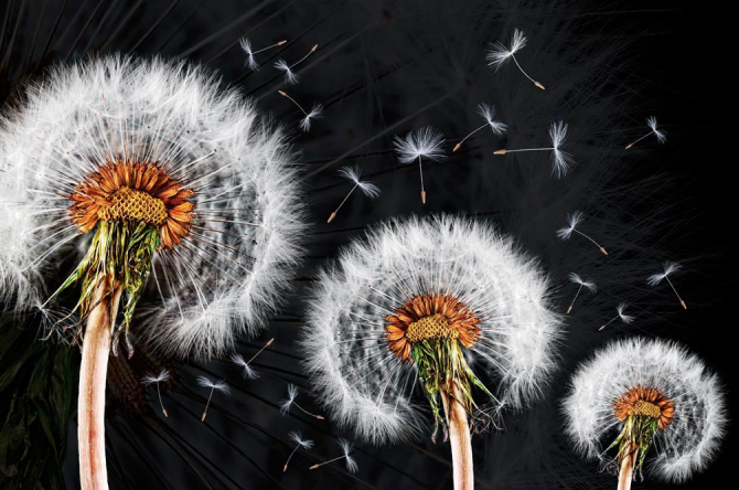 Фотообои Одуванчики