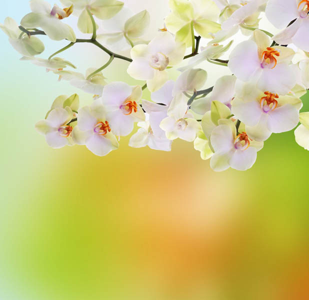 Фотообои Орхидеи с салатовым фоном