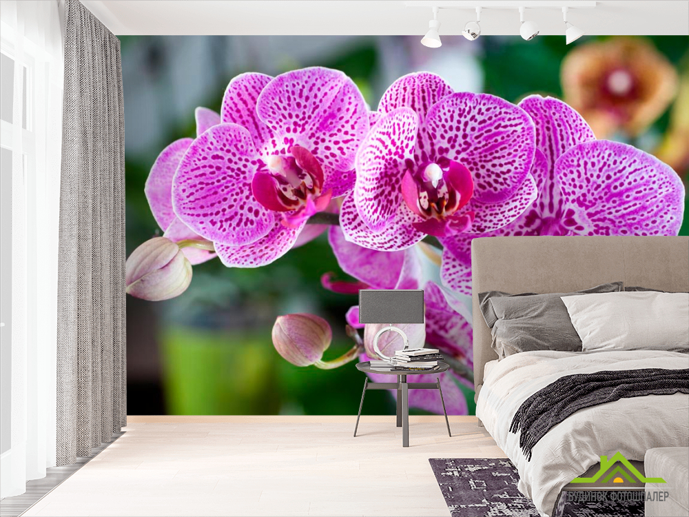 Фотообои Орхидеи в розовую крапинку