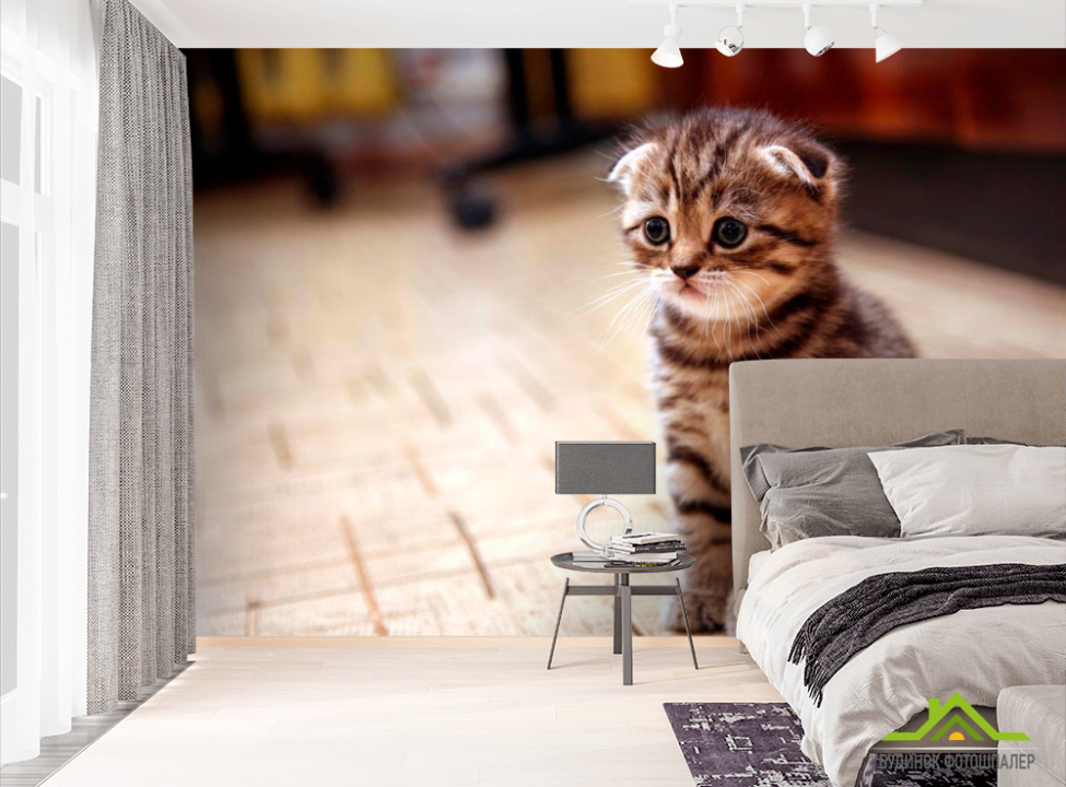 выбрать Фотообои Грустный котенок Фотообои Коты на стену