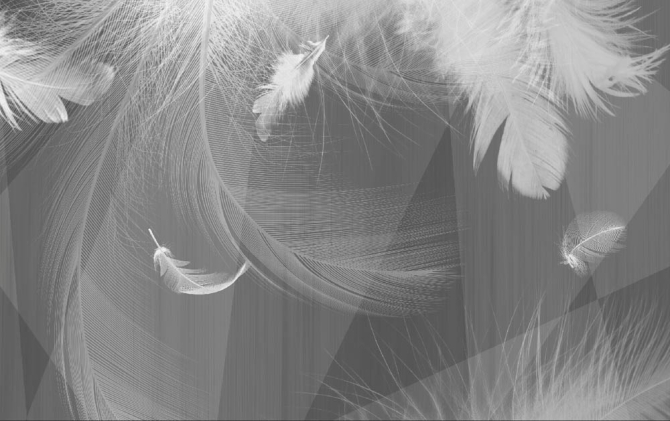 Фотошпалери ч / б пір'я