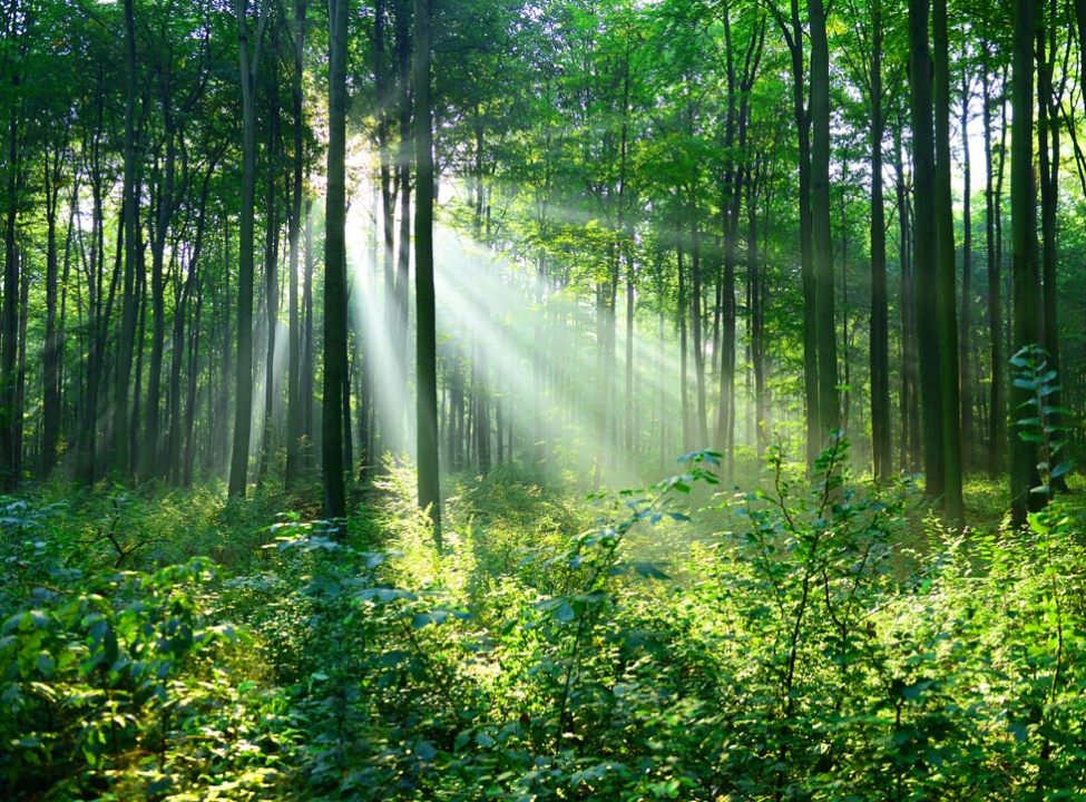 выбрать Фотошпалери зелені дерева в лісі Фотошпалери Природа на стіну