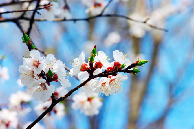 Фотошпалери Маленькі вишневі квіточки