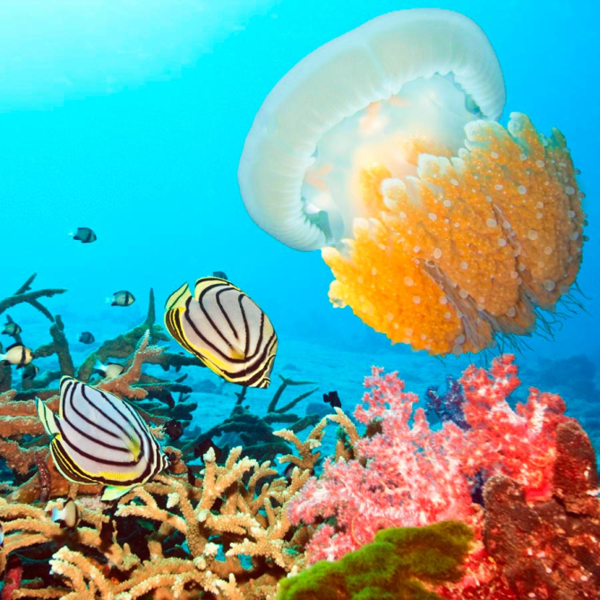 Фотообои Подводный мирок