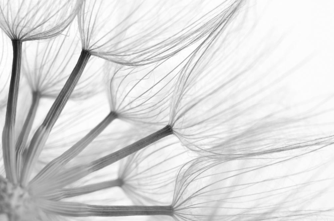 Фотошпалери Кульбаба